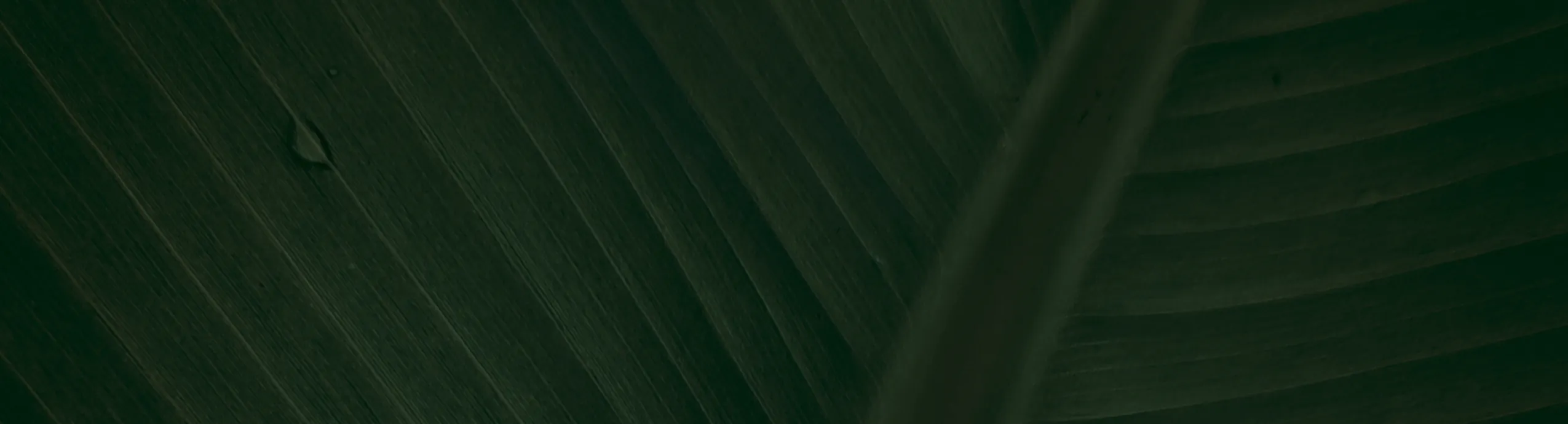 hero-image_optimized R Tr Wedding Piano