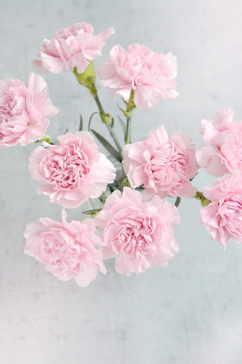 carnations, flowers, nature, pink, pink flowers, beautiful flowers, pink carnations, pink petals, petals, bloom, flower wallpaper, blossom, flower arrangement, floral arrangement, flower background, bunch, bunch of flowers