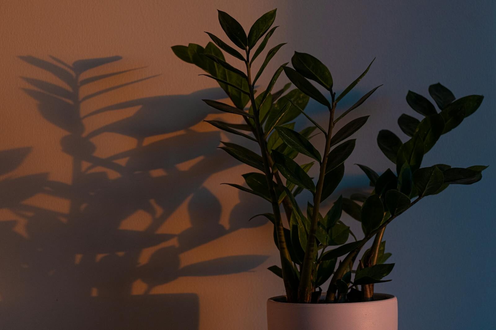 A zamioculcas plant's shadow against a warm, illuminated wall during sunset.