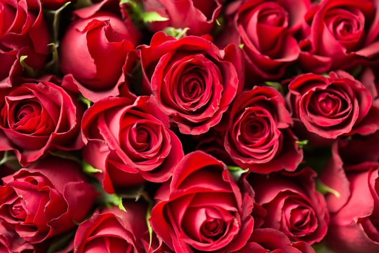 red, roses, flowers, beautiful flowers, petals, nature, red roses, bed of roses, bunch, bunch of flowers, bunch of roses, bloom, blossom, flora, rose bloom, rose petals, red petals, bouquet, rose bouquet, flower background, close up, flower wallpaper, rose wallpaper