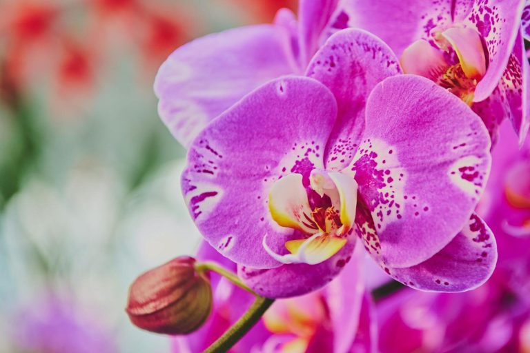 Vibrant pink orchid flowers in full bloom with detailed petal patterns.
