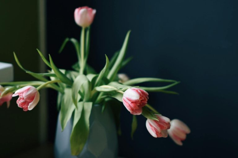 A delicate arrangement of pink tulips in a blue vase against a dark background.
