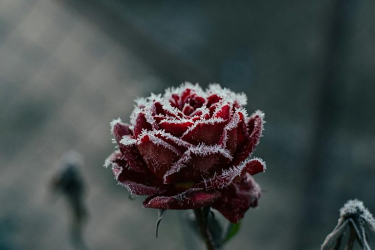 A beautiful close-up of a frost-covered red rose, capturing the essence of winter's chill.