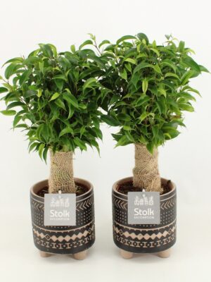 Ficus Benjamina Natasja v keramickom kvetináči s ornamentálnym vzorom