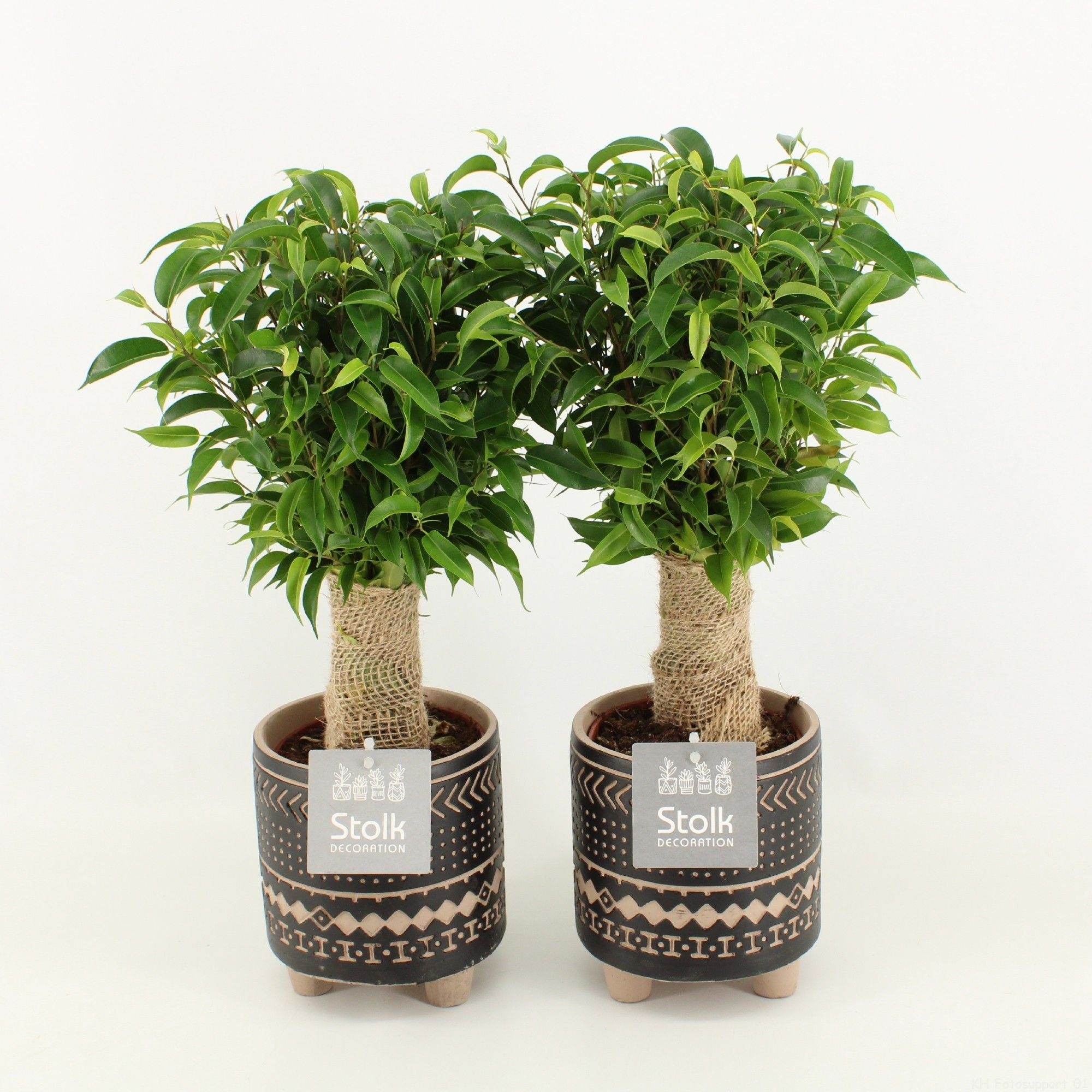 Ficus Benjamina Natasja v keramickom kvetináči s ornamentálnym vzorom