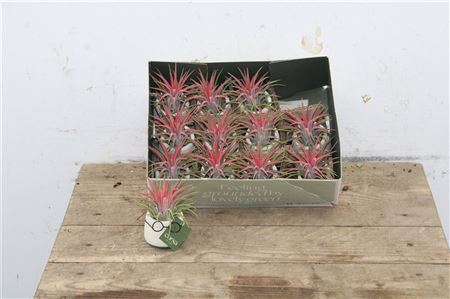 Tillandsia 'Mini Dude' v malom bielom kvetináči s okuliarmi, v pozadí krabica s viacerými rastlinami