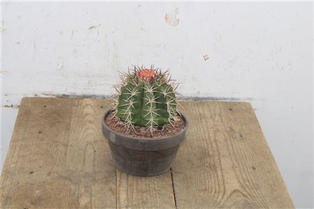 Melocactus matanzanus v črepníku s ružovým cephalium