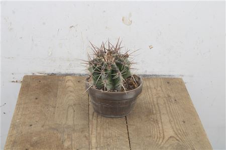Echinocactus platyacanthus - Pukový kaktus v kvetináči