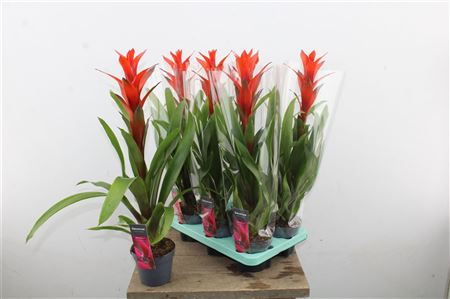 Guzmania Ostara s výrazným červeným súkvetím a zelenými listami