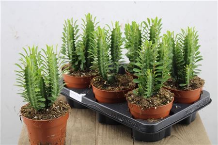Euphorbia Trigona v črepníku