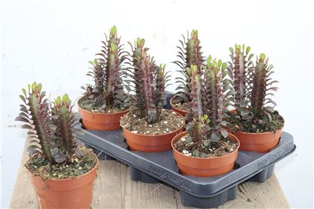 Euphorbia Trigona Rubra - Červená africká mliečna rastlina v črepníku