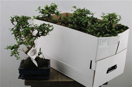 Bonsai Carmona Retusa S-shape v črepníku