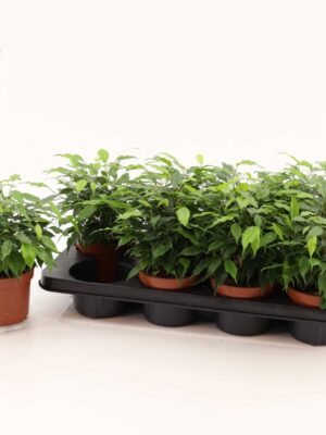 Ficus Green Kinky v črepníku