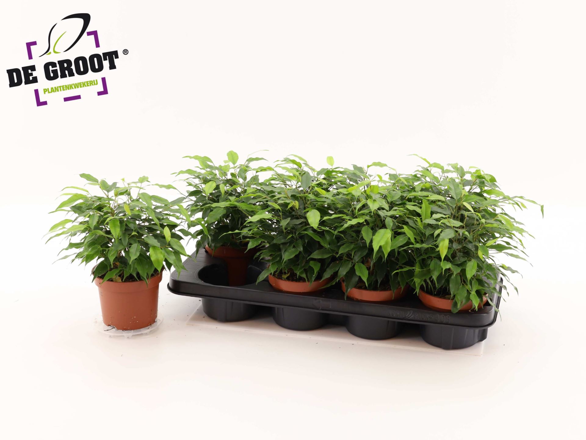 Ficus Green Kinky v črepníku