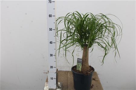 Beaucarnea recurvata - Slonia noha