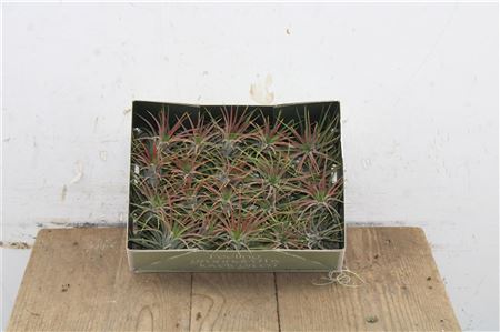 Pl Tillandsia Red v krabici