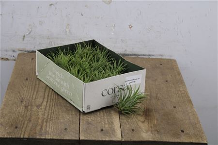 Tillandsia Green v krabici