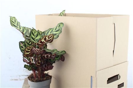 Calathea Makoyana v črepníku s charakteristickými listami