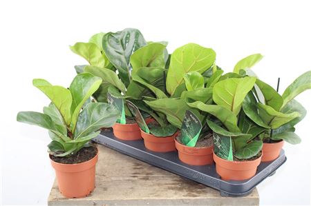Ficus lyrata Bambino v črepníku