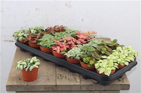 Fittonia Mix - Pestrec rôznych farieb