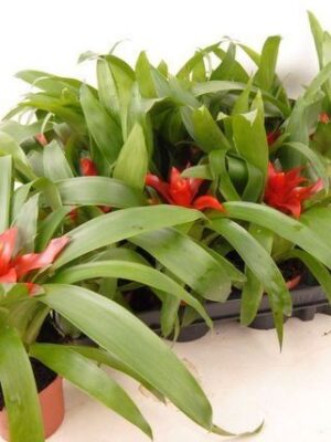Guzmania Tempo s výrazným červeným súkvetím a lesklými zelenými listami