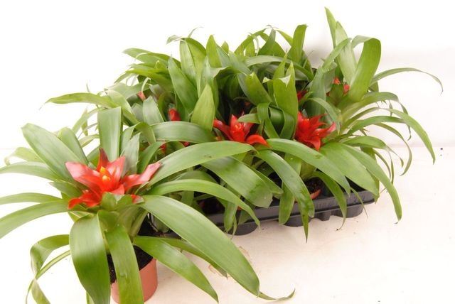 Guzmania Tempo s výrazným červeným súkvetím a lesklými zelenými listami
