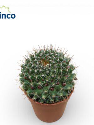 Mammillaria Zeilmanniana v hnedom črepníku