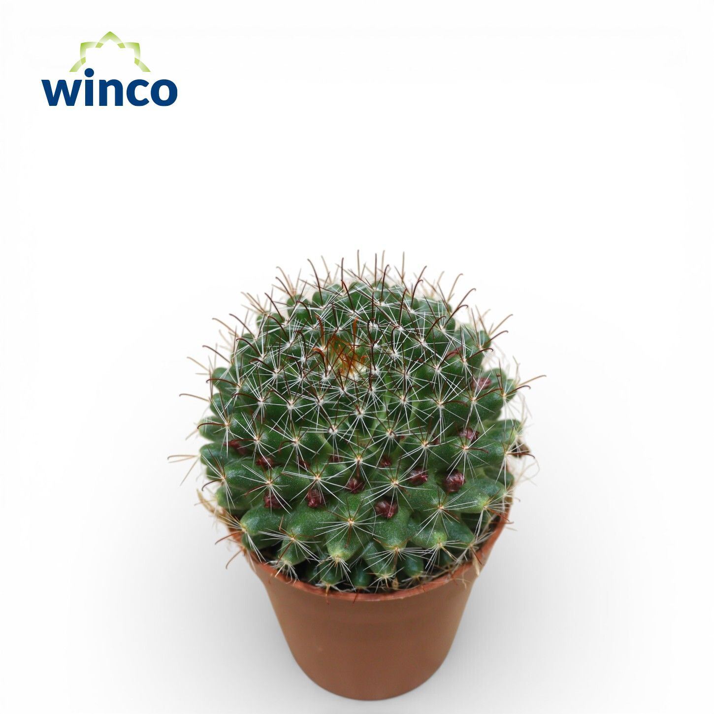 Mammillaria Zeilmanniana v hnedom črepníku