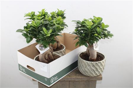 Ficus Ginseng Bonsai v ozdobnom kvetináči
