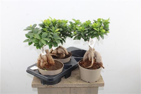Ficus Ginseng bonsai s hrubými pokrútenými koreňmi a zelenými listami