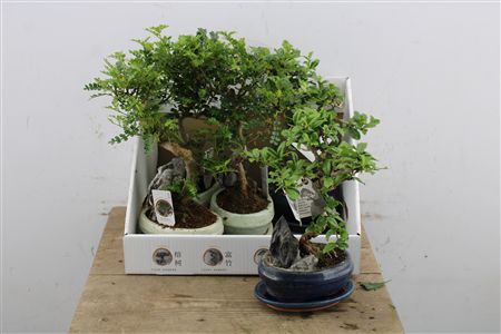 Bonsai Mix - Zelená črepová rastlina v keramickom črepníku
