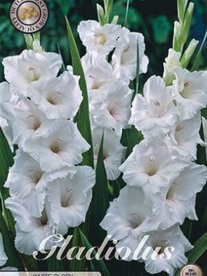 Mečík 'White Glory' snehobiele kvety