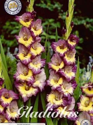 Fialovo-žlté kvety Gladiolus Dynamite
