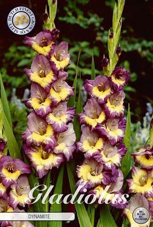 Fialovo-žlté kvety Gladiolus Dynamite
