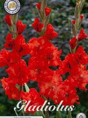 Gladiolus Firecracker s ohnivými červenými kvetmi