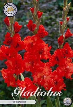 Gladiolus Firecracker s ohnivými červenými kvetmi