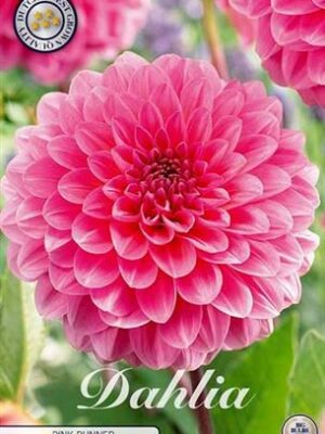 Hľuza georgíny Dahlia Pink Runner s plnými ružovými kvetmi