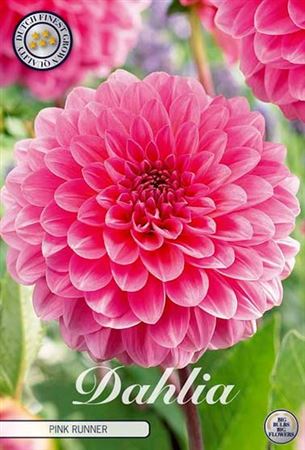 Hľuza georgíny Dahlia Pink Runner s plnými ružovými kvetmi