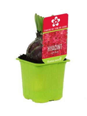 Hyacint 'Jan Bos' v zelenom črepníku so sýto ružovými kvetmi
