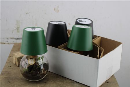Zelené terarium s lampášom a rastlinami