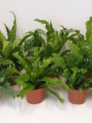 Asplenium Mix - zmes rôznych druhov papradí v hnedých črepníkoch
