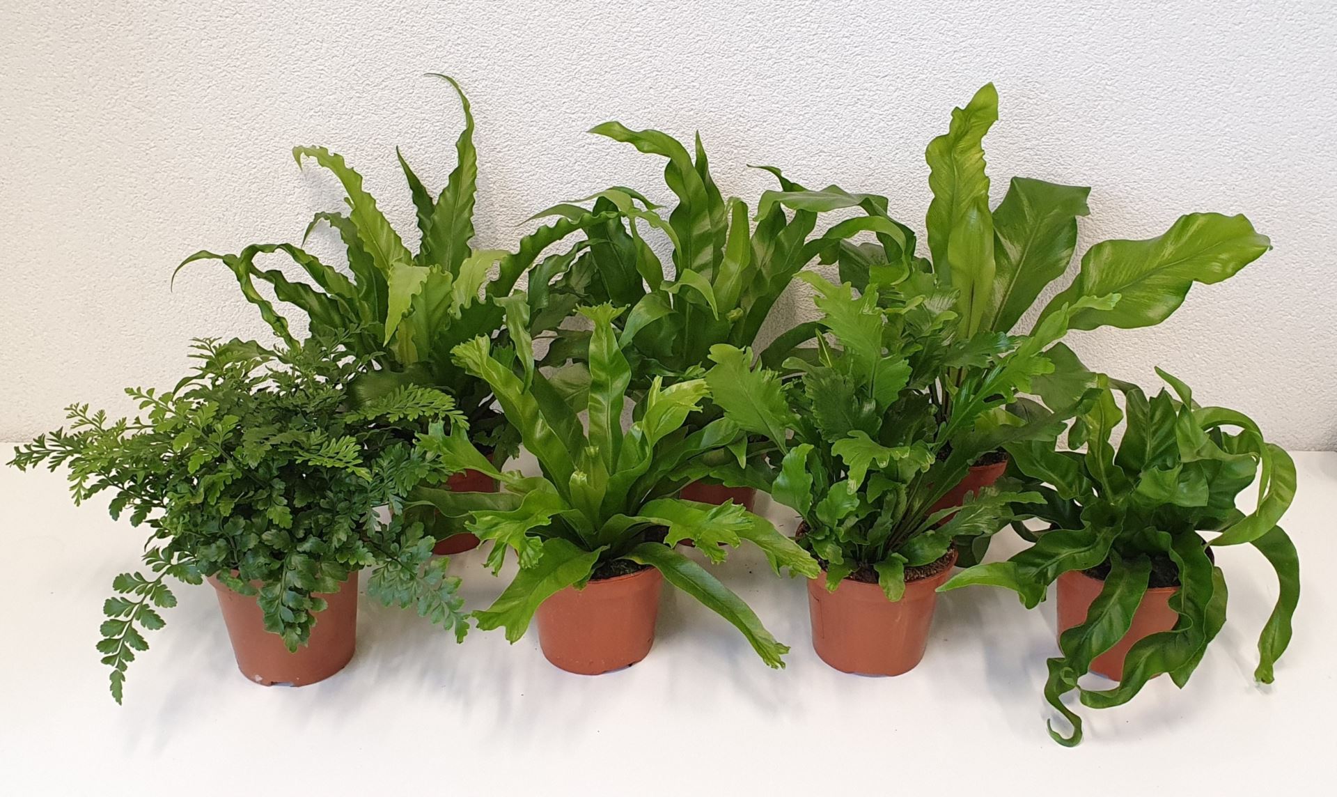 Asplenium Mix - zmes rôznych druhov papradí v hnedých črepníkoch