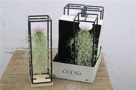 Tillandsia v čiernom držiaku s dekoráciou v tvare morského ježka