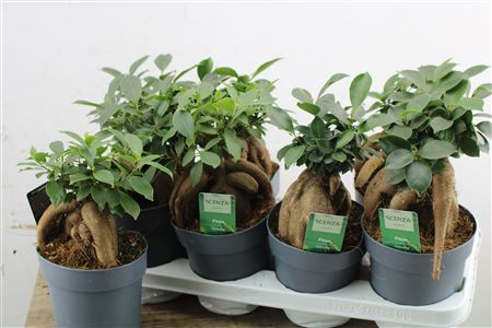 Ficus Retusa "Bonsai" v sivom kvetináči s viditeľnými koreňmi a zelenými listami