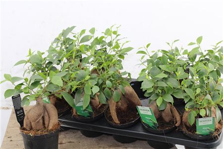 Ficus Retusa v črepníku s charakteristickým zhrubnutým koreňom