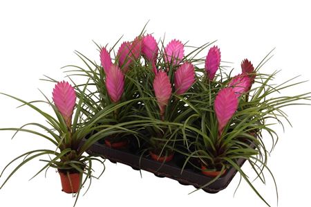 Tillandsia Cyanea s ružovým kvetenstvom