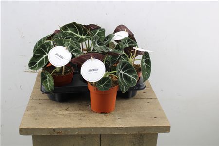 Alocasia Black Velvet v črepníku s bielym štítkom