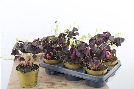 Oxalis Triangularis 'Purpurea' - Fialová trojlístka v kvetináči