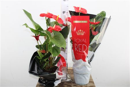 Antúria Royal Red s červenými kvetmi a tmavozelenými listami v črepníku