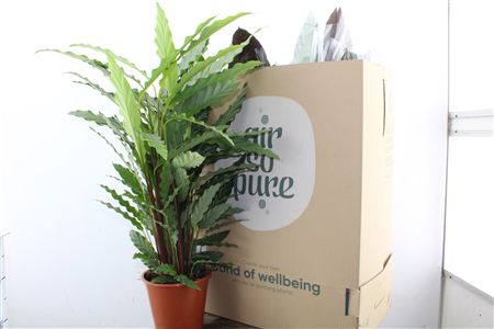 Calathea Orbifolia v črepníku